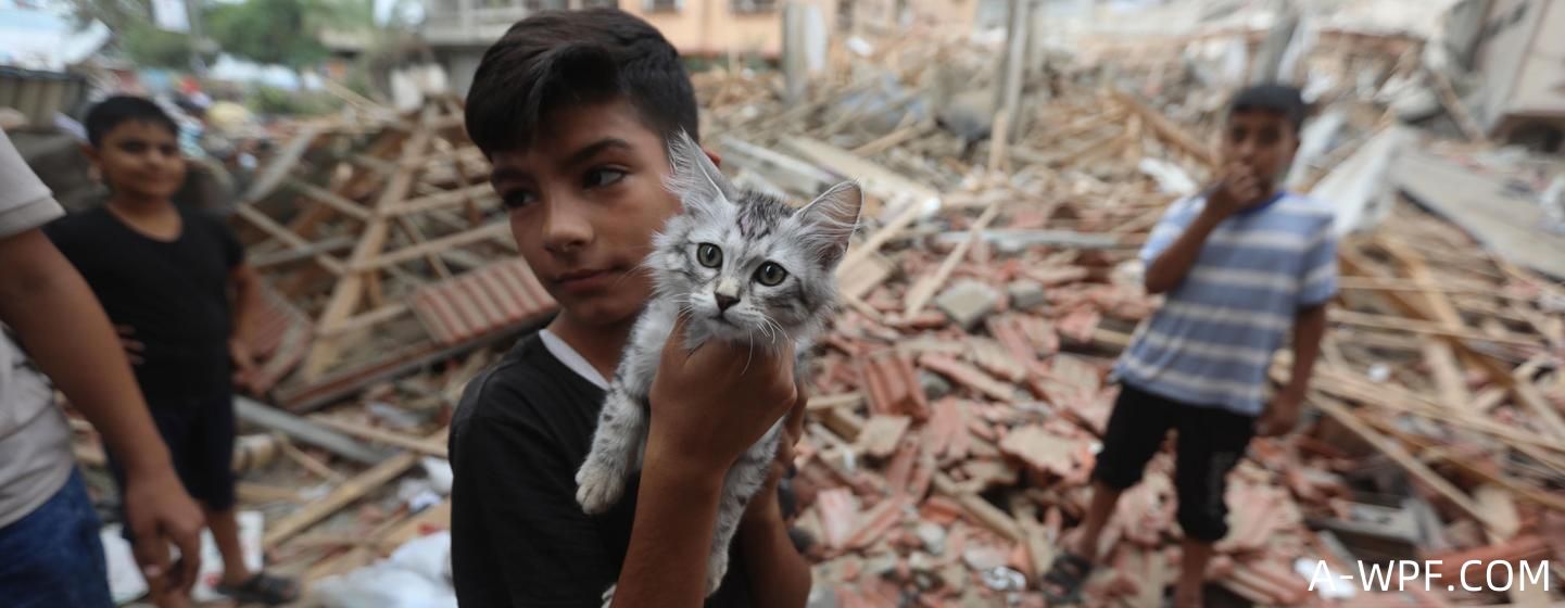 在加沙，一名五岁男孩在他的家的废墟中救起了小猫。